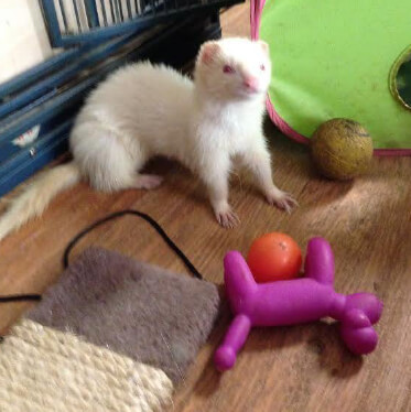 ferret safe toys