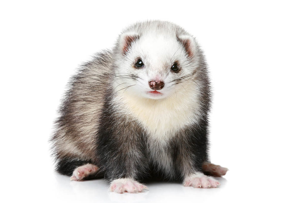 The Standard of Ferret Breeding: Are We Damaging Ferrets For The Sake Of Human Wants?