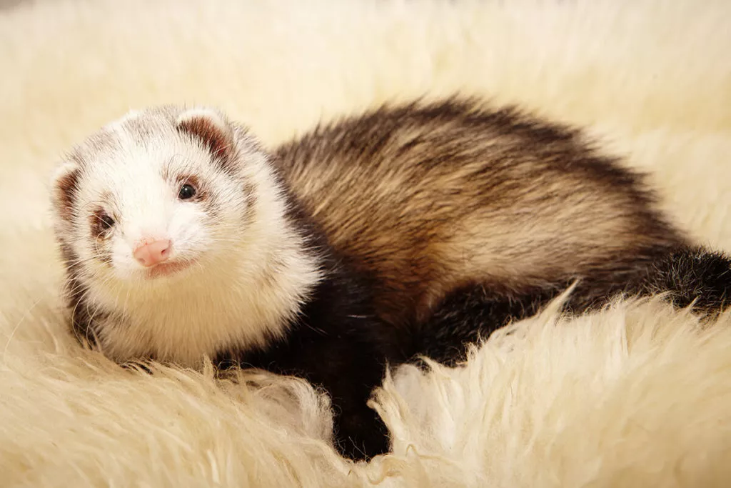 The Standard of Ferret Breeding: Are We Damaging Ferrets For The Sake Of Human Wants?