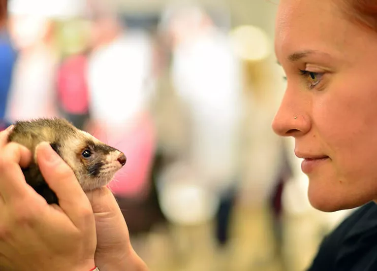 The Business of Ferrets in Croatia An Interview with Petra Logozar