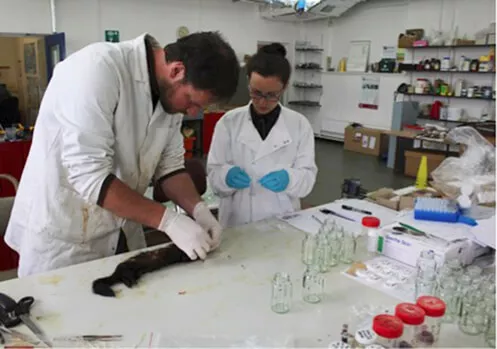 Polecat Research in the United Kingdom with the Vincent Wildlife Trust