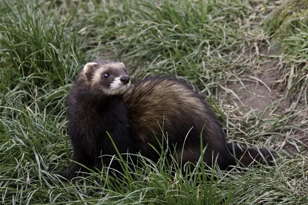 Polecat Research in the United Kingdom with the Vincent Wildlife Trust