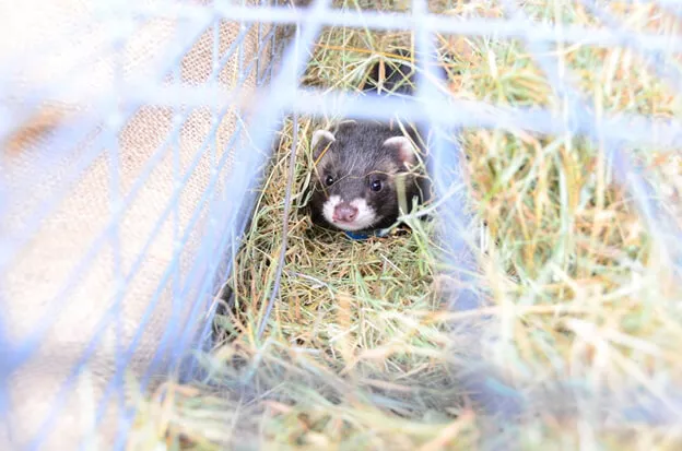 Polecat Research in the United Kingdom with the Vincent Wildlife Trust