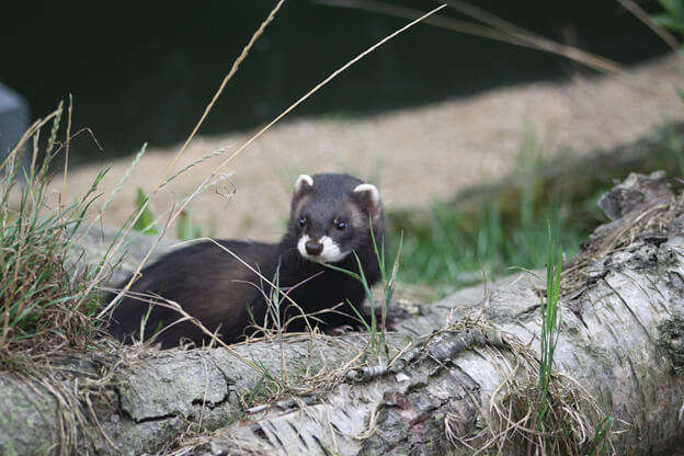 Polecat Research in the United Kingdom with the Vincent Wildlife Trust