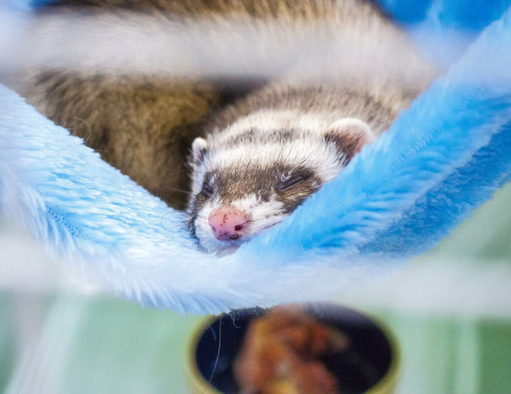 It’s Getting Hot in Here What’s the Best Temperature for Your Ferret?