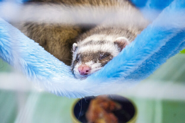 Why cage your ferret? Why cage your ferret?