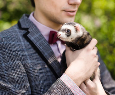 The Standard of Ferret Breeding: Are We Damaging Ferrets For The Sake Of Human Wants?