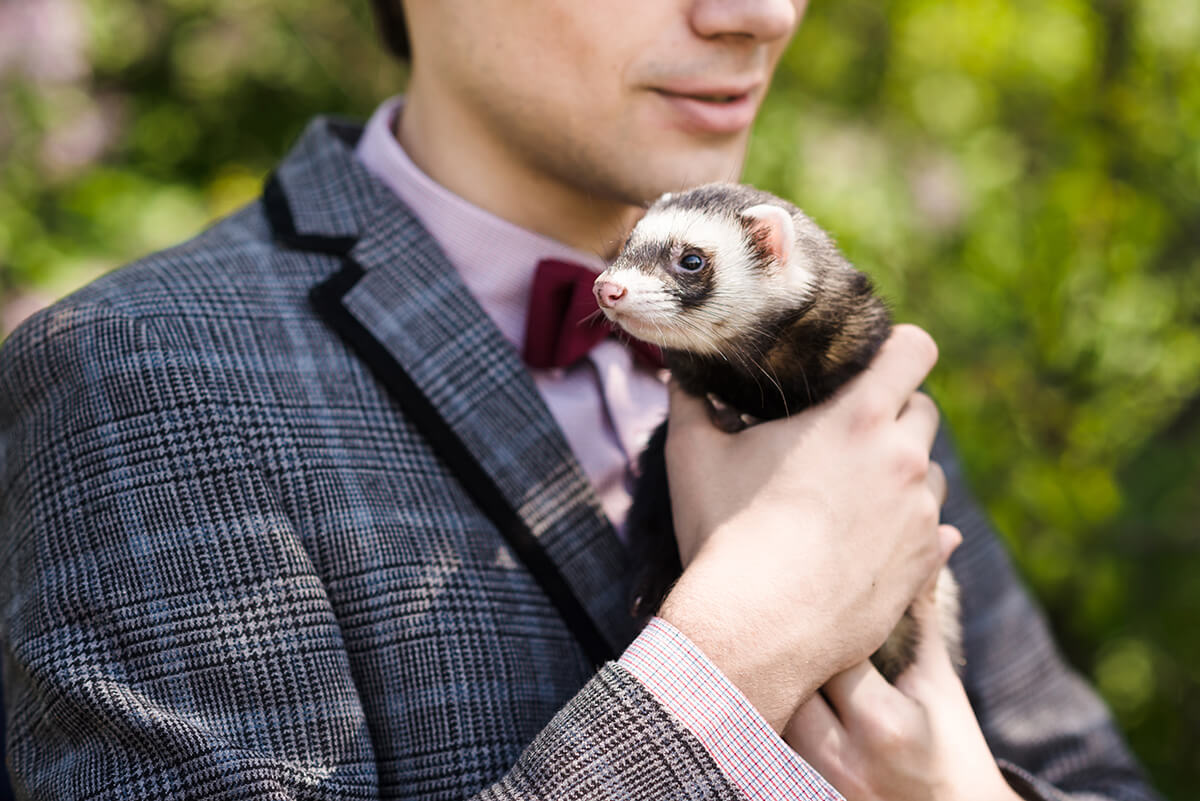 The Standard of Ferret Breeding Are We Damaging Ferrets For The Sake