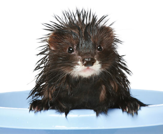How often should you bathe your ferret?