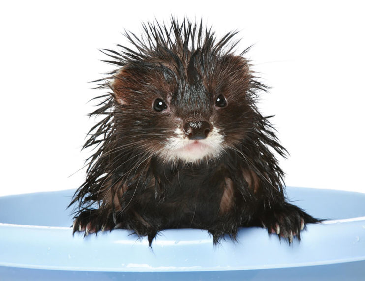 How often should you bathe your ferret?