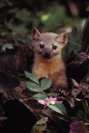 American martens