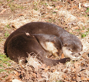 Asian small-clawed otters Asian small-clawed otters