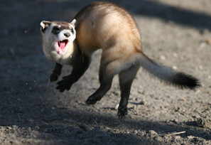 Black-footed ferrets