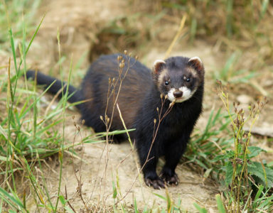 Ferret Breed - A European polecat at the British Wildlife Centre in Surrey Ferret Breed - A European polecat at the British Wildlife Centre in Surrey