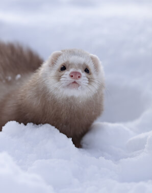 Ferret Breed - A champagne ferret Ferret Breed - A champagne ferret