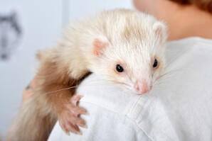 Ferret Breed - A cinnamon ferret Ferret Breed - A cinnamon ferret
