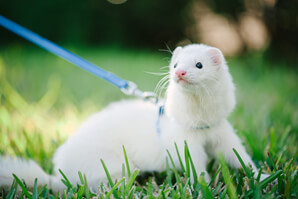 Ferret Breed - A dark-eyed white ferret Ferret Breed - A dark-eyed white ferret