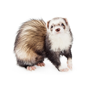 Ferret Breed - A ferret with mitts, a bib, and a mask Ferret Breed - A ferret with mitts, a bib, and a mask