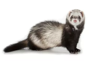 Ferret Breed - A masked ferret