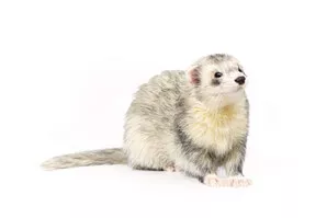 Ferret Breed - A roan ferret