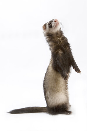 Ferret Breed - A sable ferret Ferret Breed - A sable ferret