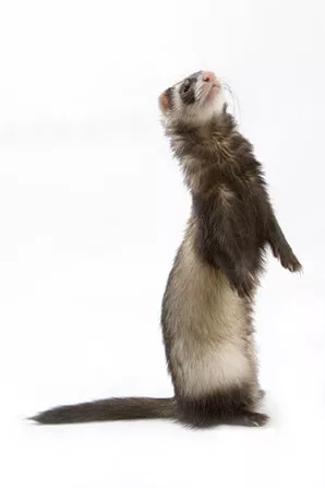 Ferret Breed - A sable ferret