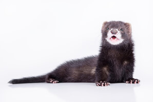 Ferret Breed - A self (milkmouth) ferret Ferret Breed - A self (milkmouth) ferret