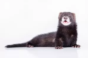 Ferret Breed - A self (milkmouth) ferret