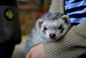 Ferret Breed - A silver ferret Ferret Breed - A silver ferret