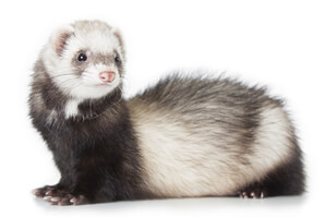 Ferret Breed - A standard ferret Ferret Breed - A standard ferret