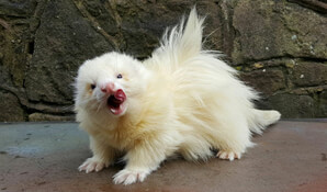 Ferret Breed - An angora ferret. Photo courtesy of Frisky Business Ferretry Ferret Breed - An angora ferret. Photo courtesy of Frisky Business Ferretry