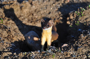Ferret Family - A long-tailed weasel’s summer coat