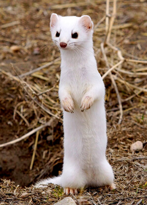 Ferret Family - A long-tailed weasel’s winter coat