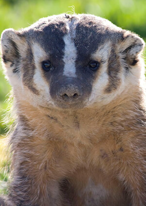 Ferret Family - American badger (Taxidea taxus)