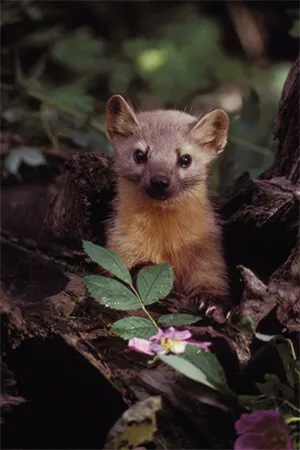 Ferret Family - American marten (Martes americana)