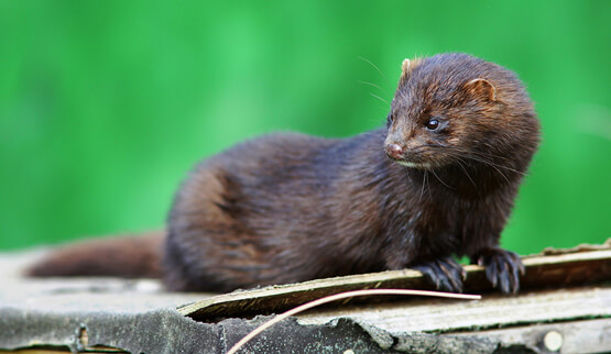 Ferret Family - American mink (Neovison vison)