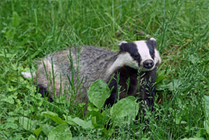 Ferret Family - European badger (Meles meles)