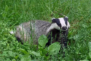 Ferret Family - European badger (Meles meles)