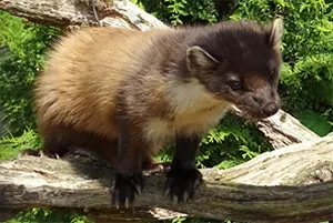 Ferret Family - European pine marten (Martes martes)