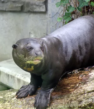 Ferret Family - Giant otter (Pteronura brasiliensis)