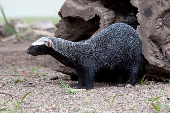 Ferret Family - Greater grison (Galictis vittata) Ferret Family - Greater grison (Galictis vittata)