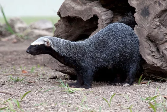 Ferret Family - Greater grison (Galictis vittata)