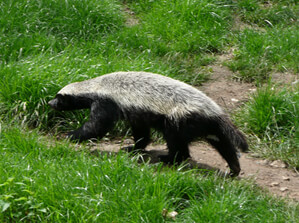 Ferret Family - Honey badger (Mellivora capensis)