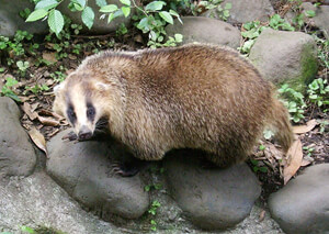 Ferret Family - Japanese badger (Meles anakuma)