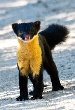 Ferret Family - Nilgiri marten (Martes gwatkinsii) Ferret Family - Nilgiri marten (Martes gwatkinsii)