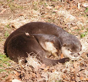 Ferret Family - Oriental small-clawed otter (Aonyx cinerea)