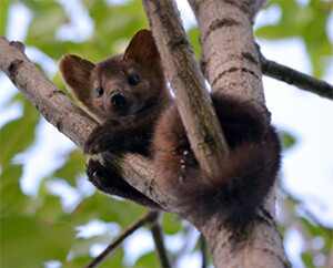 Ferret Family - Sable (Martes zibellina) Ferret Family - Sable (Martes zibellina)
