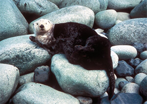 Ferret Family - Sea otter (Enhydra lutris)