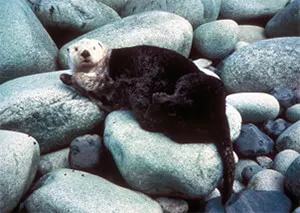 Ferret Family - Sea otter (Enhydra lutris)