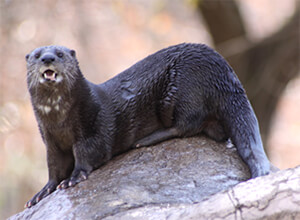 Ferret Family - Spotted-neck otter (Hydrictis maculicollis)